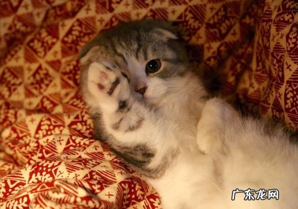 养了一个粘人的猫,是怎样的体验