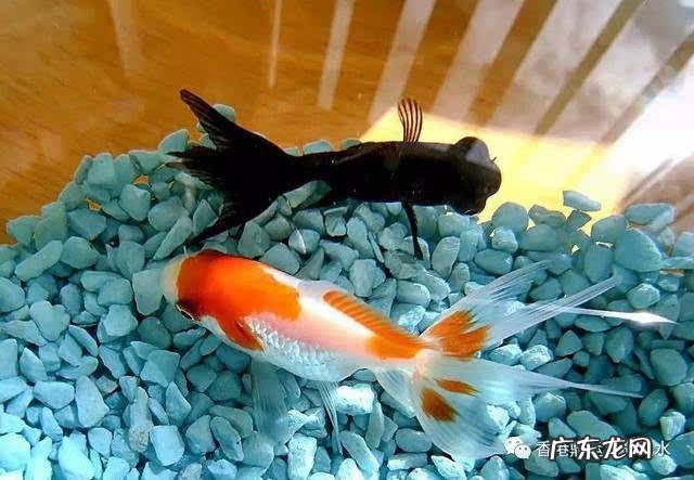 养鱼水泵有什么作用