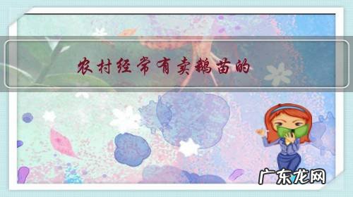 农村经常有卖鹅苗的,如何分辨小鹅的公母呢?