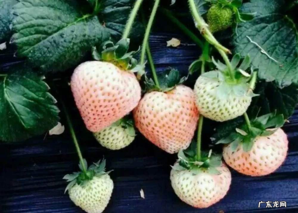 用草莓如何种草莓