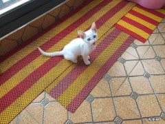 怎么处理拉尿的猫砂