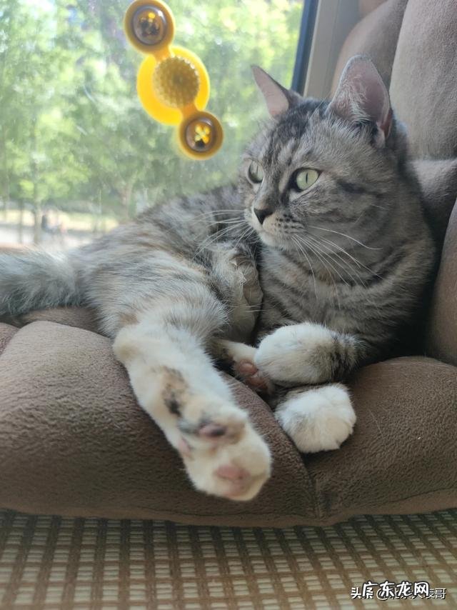 如果重新选择,你还会选择带现在养的这一只宠物回家吗