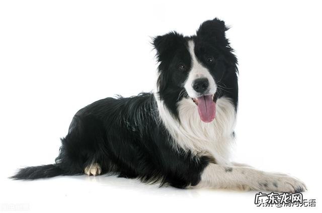 如果重新选择,你还会选择带现在养的这一只宠物回家吗