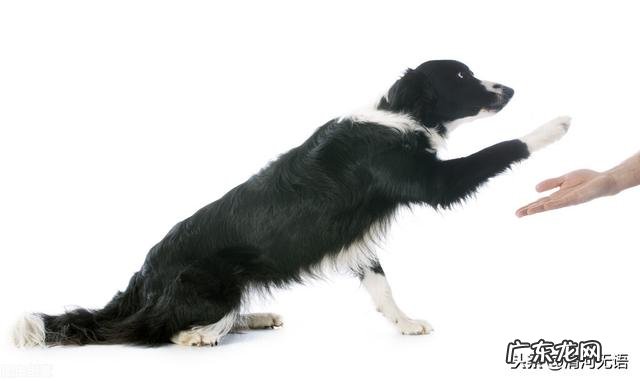 如果重新选择,你还会选择带现在养的这一只宠物回家吗