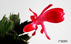 蟹爪兰叶子蔫了如何救