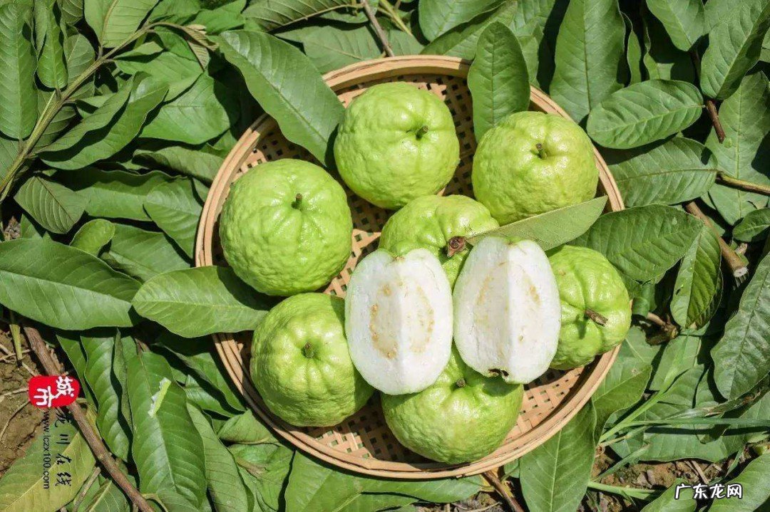 芭乐中间的籽能吃吗