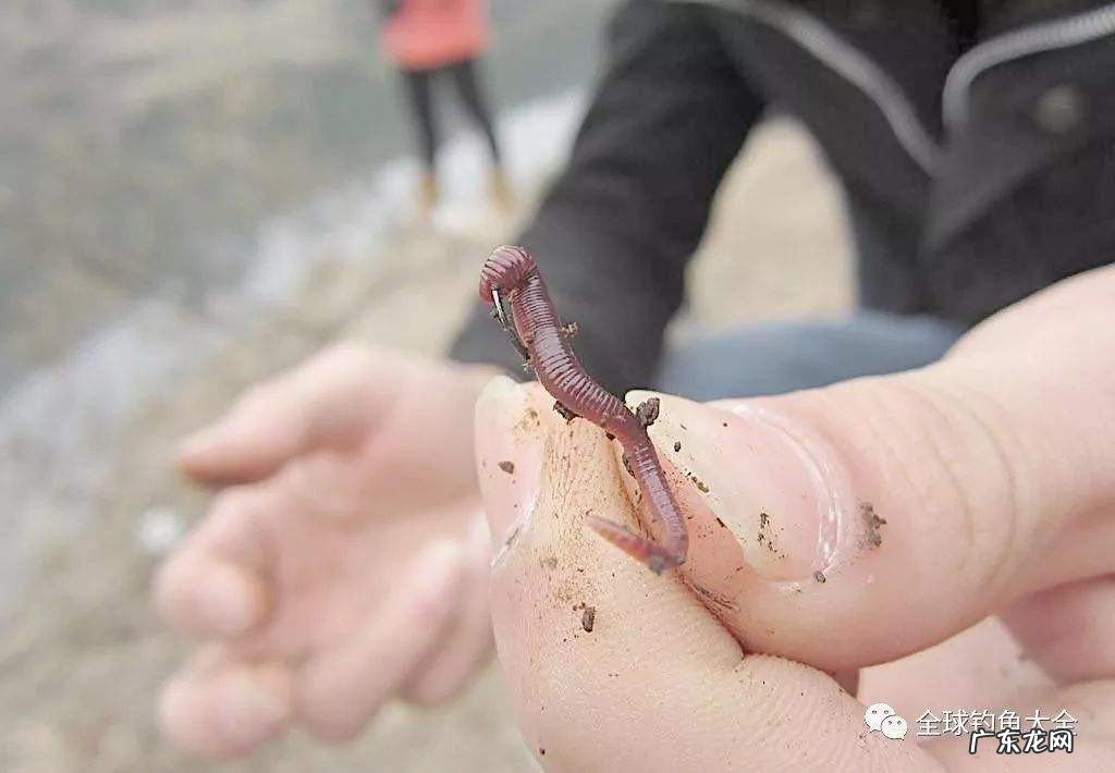 钓鱼蚯蚓正确挂法