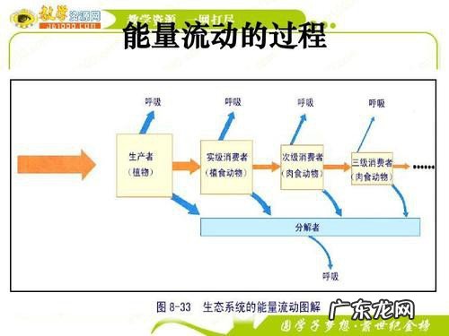能量流动的概念
