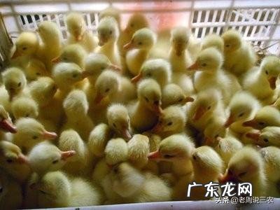当前,农户应该如何养好雏鸭