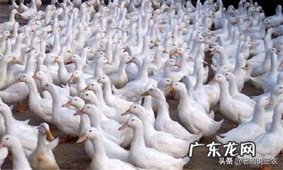 当前,农户应该如何养好雏鸭