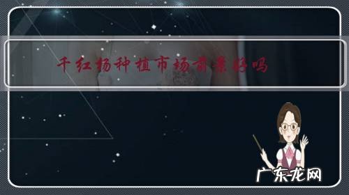 千红杨种苗总部基地 千红杨种植市场前景好吗?