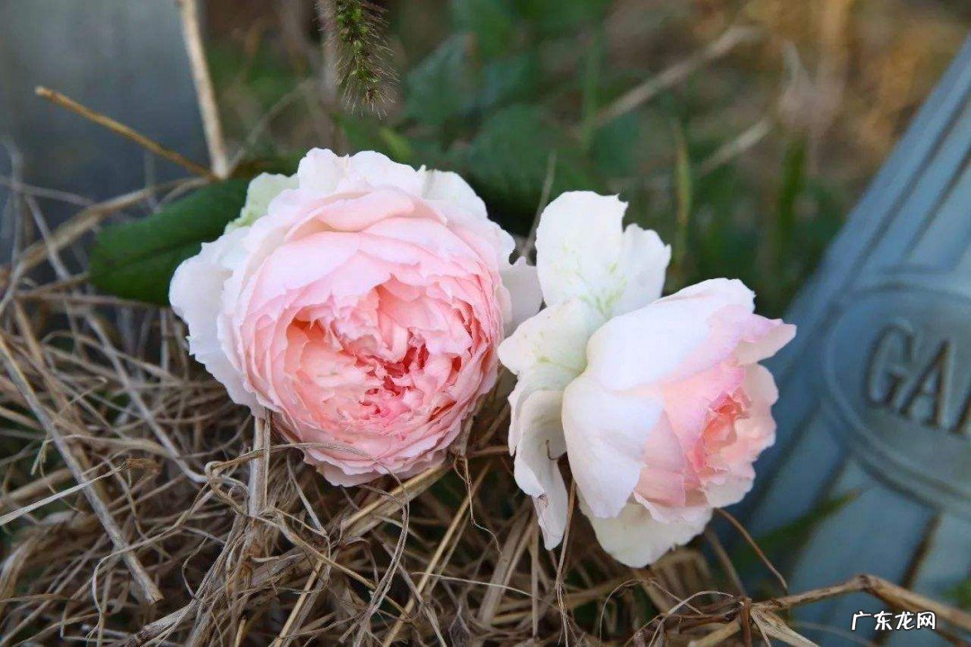 怎么做花束简单