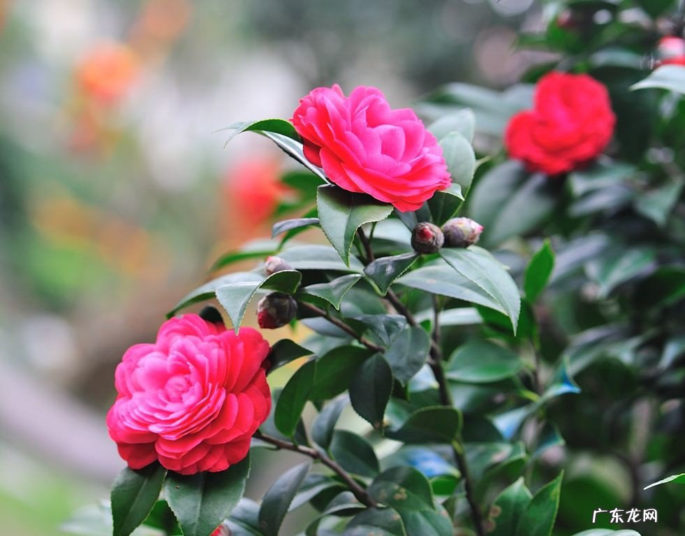 茶花扦插时间和方法