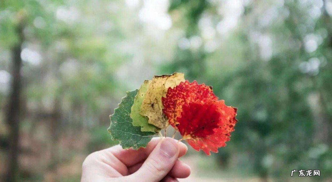 双子8月份桃花运