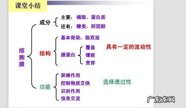 怎么区别选择透过性和流动性