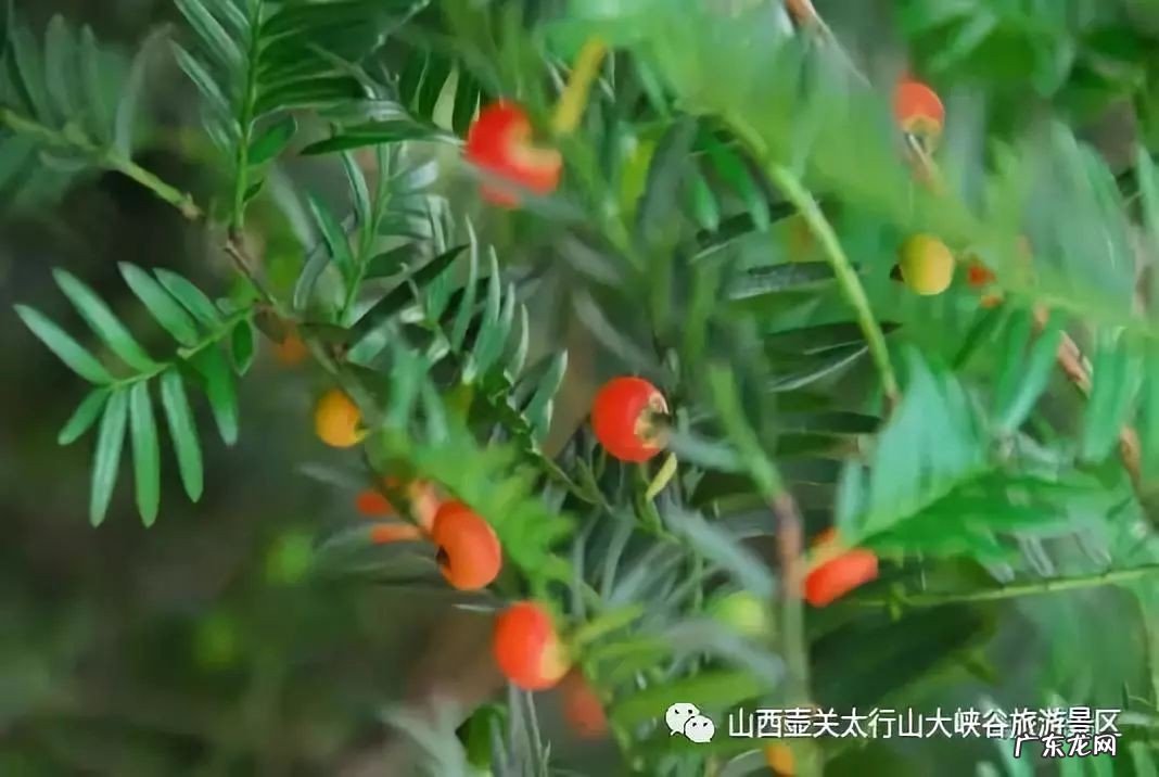 红豆杉公母哪个更好