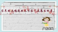 家养的土鸡突然不下蛋了是怎么回事？应该怎么办？