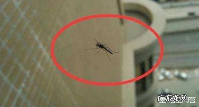 住宅楼几层以上就没有蚊子了