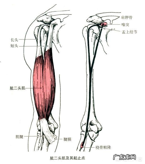 怎么样锻炼才能有效的减肥