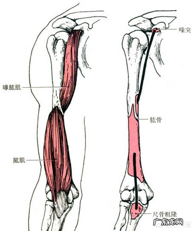 怎么样锻炼才能有效的减肥