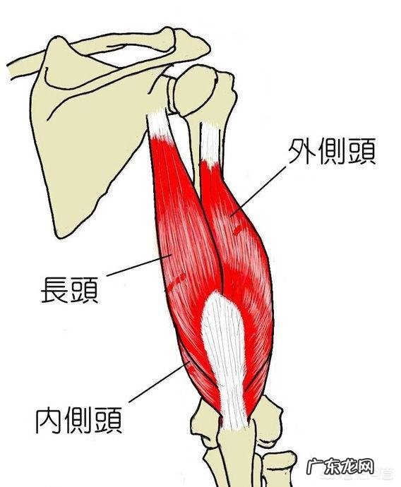 怎么样锻炼才能有效的减肥