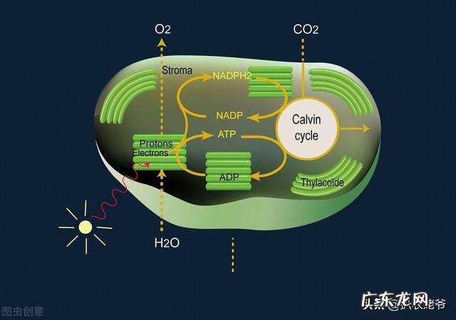 如何快速减肥,顽固体质怎么办,补充蛋白质有必要吗