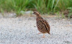 鹌鹑爱吃什么菜