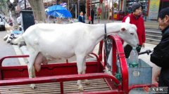 现挤的羊奶直接喝可以吗