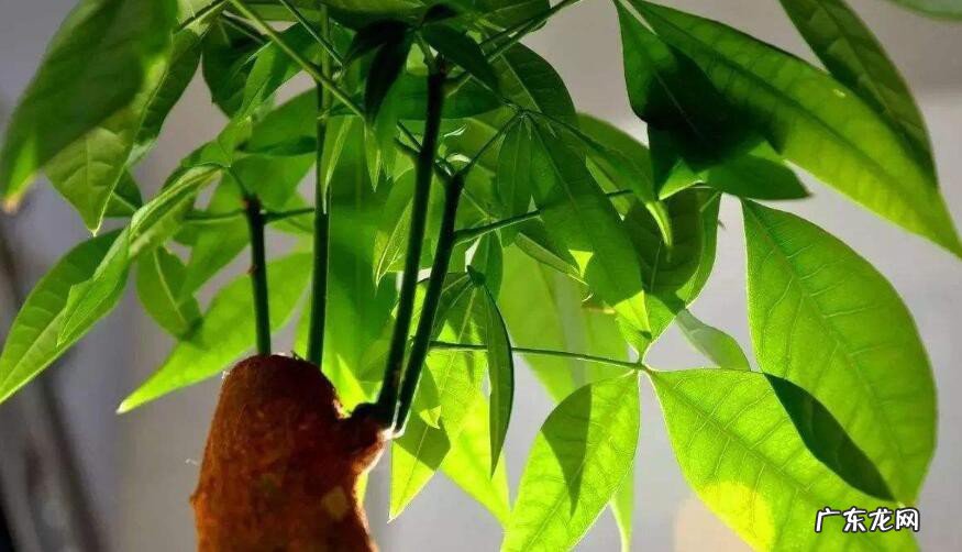 养人旺财又吉祥的花