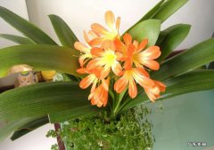 君子兰一般几月开花