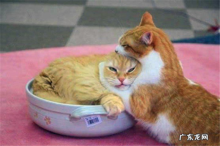 怎么让母猫接受公猫