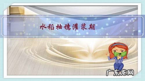 水稻抽穗灌浆期,稻田开裂久旱无雨且放不到水,会不会造成严重减产?有无缓解办法?