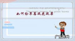 草莓疏花疏果的技术要点 如何给草莓疏花疏果？