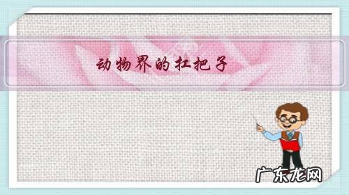 动物里被称为平头哥的是谁 动物界的扛把子,平头哥怕过谁?