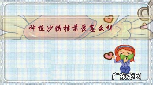 沙糖桔前景如何 种植沙糖桔前景怎么样?