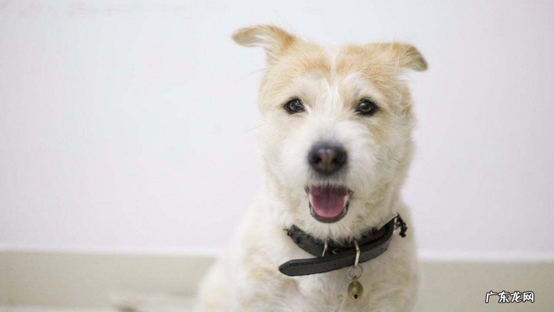 秋田犬胆小怎么办