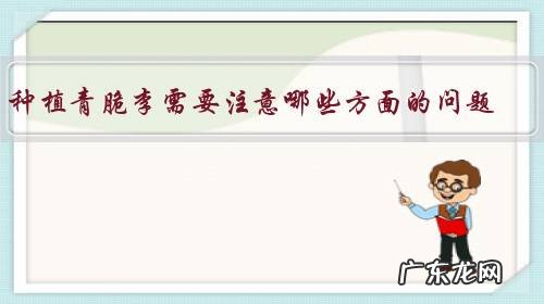 种植青脆李需要注意哪些方面的问题?