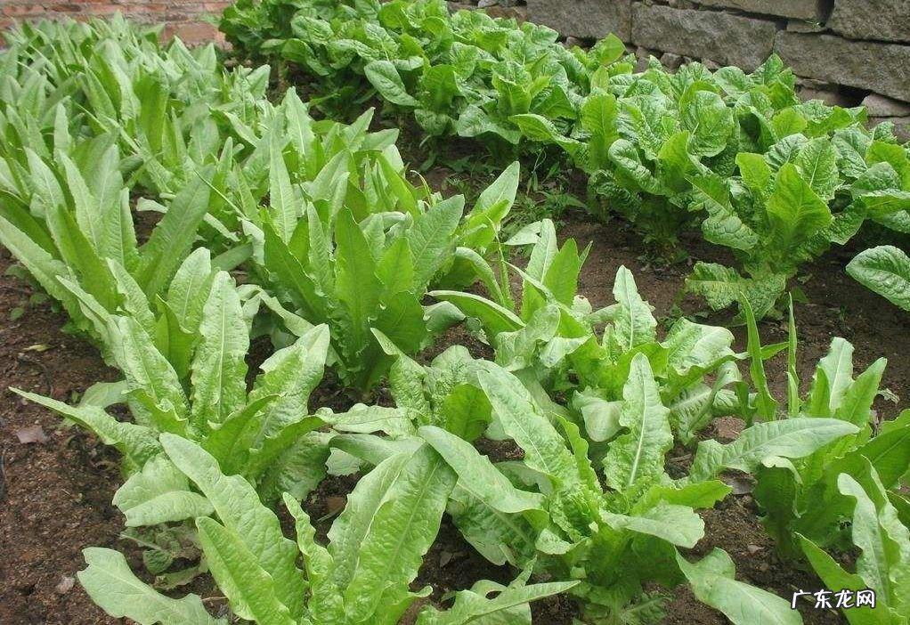 大耳菜种植方法