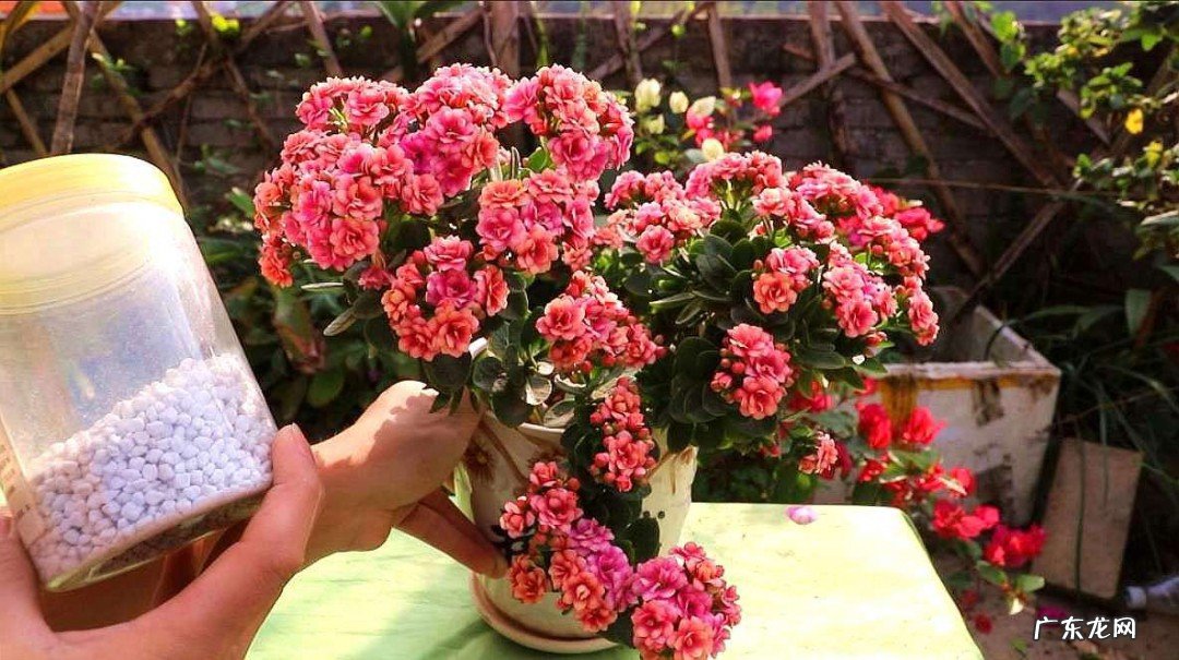 最好养的花推荐