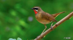 家里养什么鸟比较吉祥