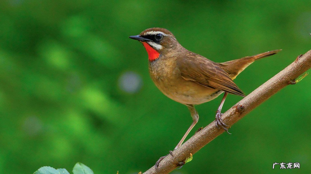 家里养什么鸟比较吉祥