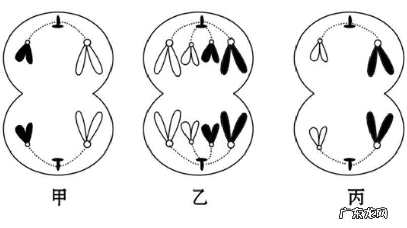 配子法解题步骤