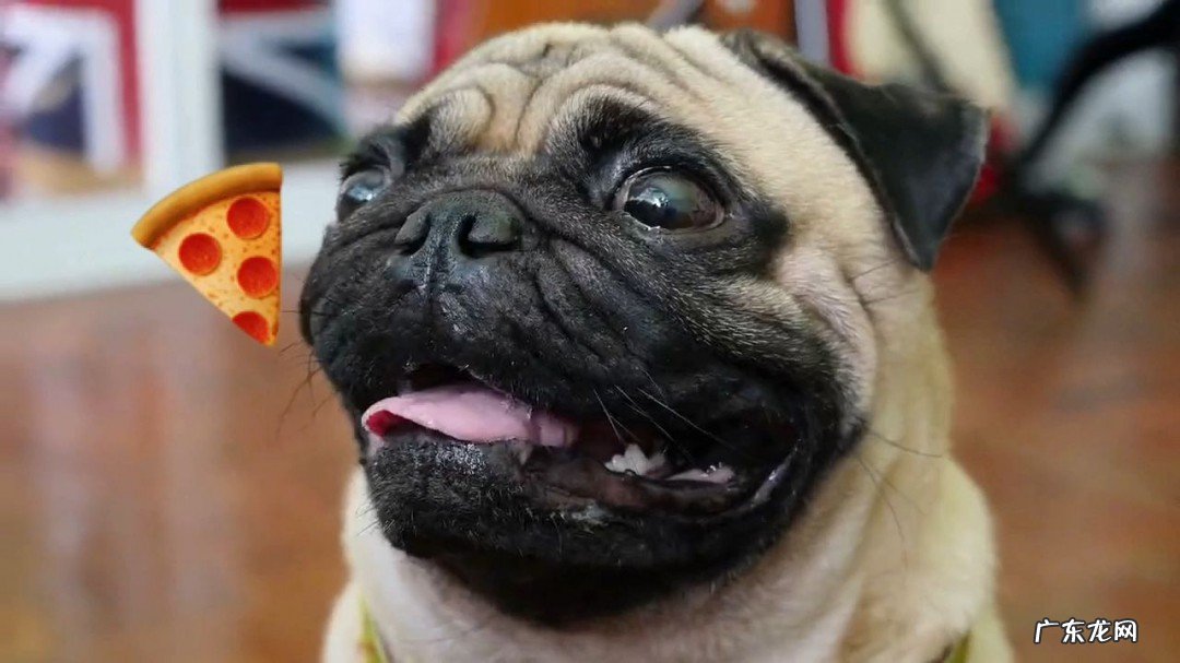 家中狗哭是什么预兆