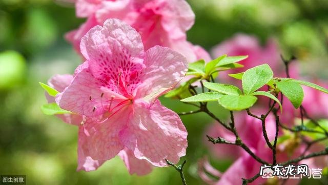 杜鹃花花色鲜艳,花朵繁茂非常漂亮,夏季该如何养护杜鹃花?
