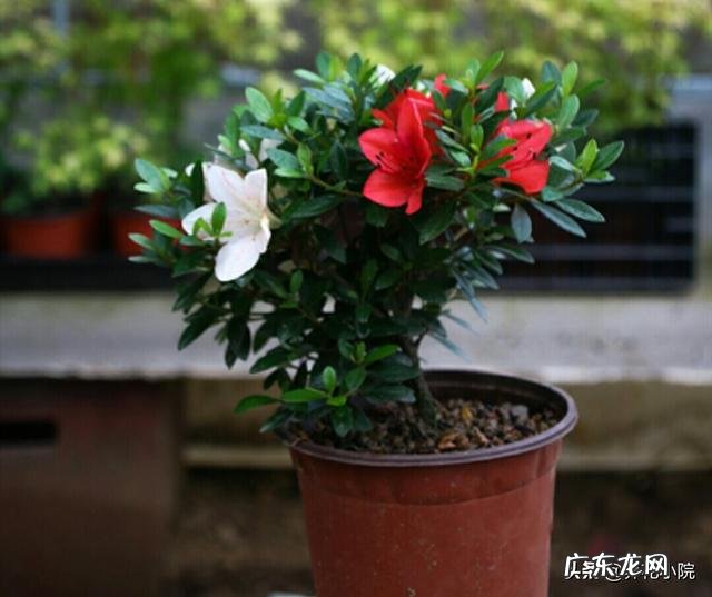 杜鹃花花色鲜艳,花朵繁茂非常漂亮,夏季该如何养护杜鹃花?