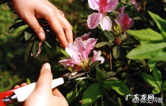 杜鹃花花色鲜艳,花朵繁茂非常漂亮,夏季该如何养护杜鹃花?