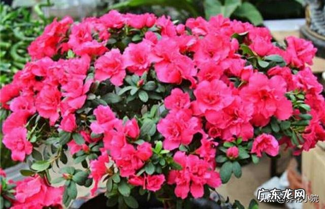 杜鹃花花色鲜艳,花朵繁茂非常漂亮,夏季该如何养护杜鹃花?