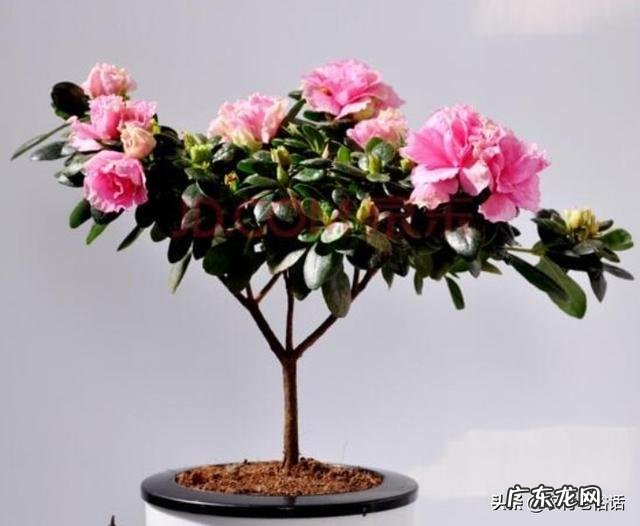 杜鹃花花色鲜艳,花朵繁茂非常漂亮,夏季该如何养护杜鹃花?