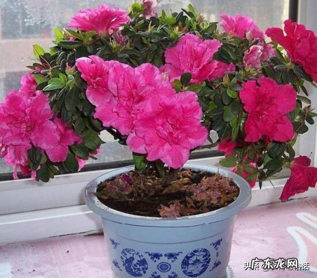 杜鹃花花色鲜艳,花朵繁茂非常漂亮,夏季该如何养护杜鹃花?