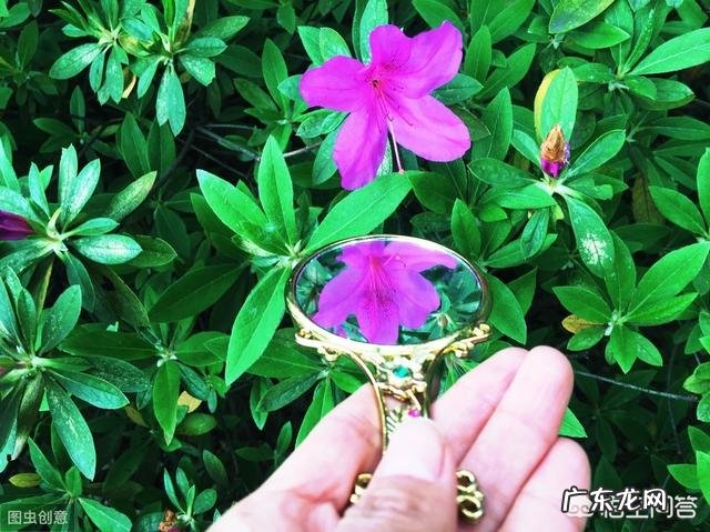 杜鹃花花色鲜艳,花朵繁茂非常漂亮,夏季该如何养护杜鹃花?